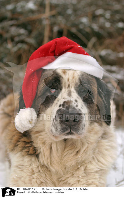 Hund mit Weihnachtsmannmtze / RR-01196
