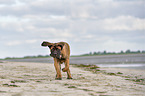 rennender Old English Mastiff Welpe