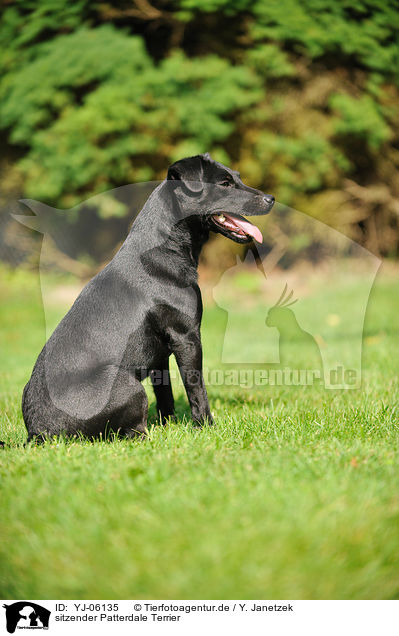 sitzender Patterdale Terrier / YJ-06135