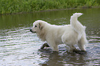 Pyrenenberghund im Wasser