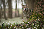 Saarloos-Wolfhund Hndin