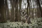 Saarloos-Wolfhund Rde