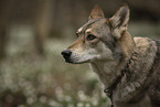 Saarloos-Wolfhund Hndin