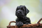 Schwarzer Russischer Terrier Welpe im Krbchen