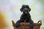 Schwarzer Russischer Terrier Welpe im Krbchen