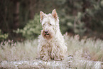 weier Scottish Terrier
