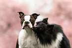 Sheltie und Boston Terrier
