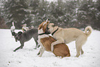 Hunde spielen im Schnee
