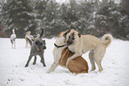 Hunde spielen im Schnee
