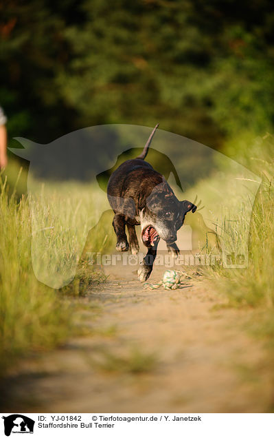 Staffordshire Bull Terrier / YJ-01842