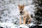 Tschechoslowakischer Wolfhund Welpe