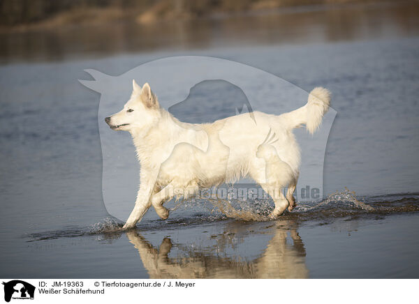 Weier Schferhund / white shepherd / JM-19363