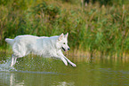 Weier Schweizer Schferhund im Wasser