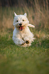 West Highland White Terrier im Sommer