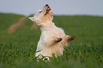 West Highland White Terrier im Sommer
