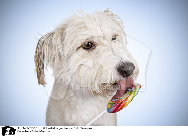 Bearded-Collie-Mischling / NC-03211