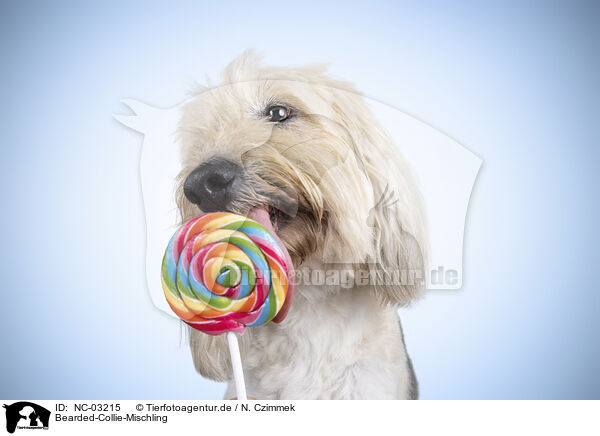 Bearded-Collie-Mischling / NC-03215