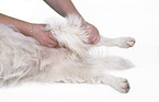 Terrier-Mischling bei der Tierphysiotherapie