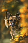 Dackel-Jack-Russell-Terrier
