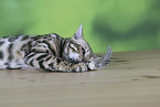 Bengal-Katze