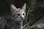 Savannah-Katze