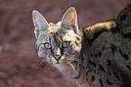 Savannah-Katze