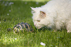 Sibirische Katze mit Griechische Landschildkrte