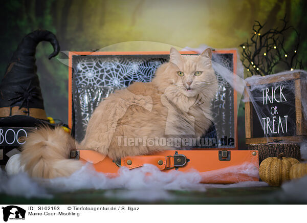 Maine-Coon-Mischling / SI-02193