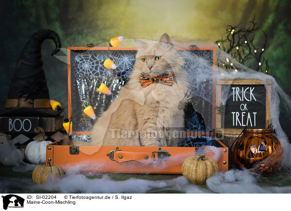 Maine-Coon-Mischling / SI-02204