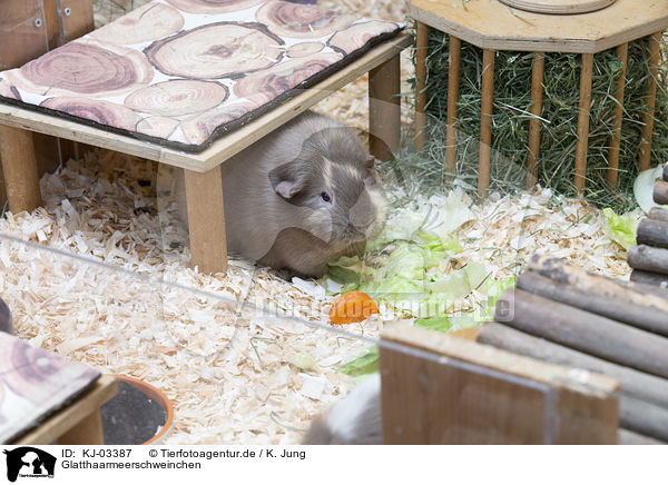Glatthaarmeerschweinchen / smoothhaired guinea pig / KJ-03387