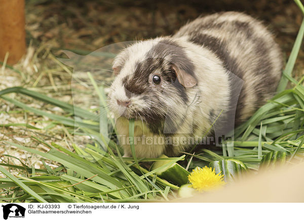 Glatthaarmeerschweinchen / smoothhaired guinea pig / KJ-03393