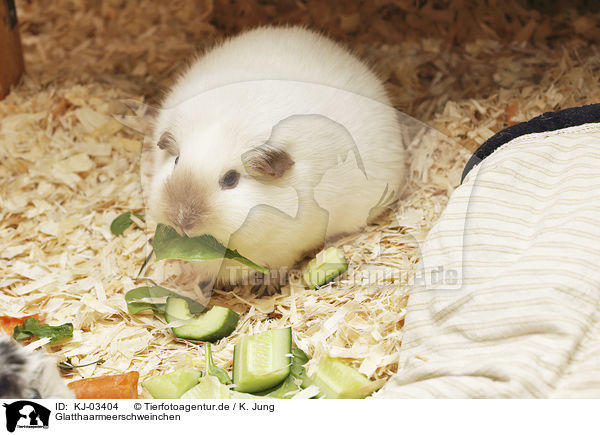 Glatthaarmeerschweinchen / smoothhaired guinea pig / KJ-03404