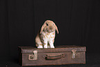 Kaninchen im Studio