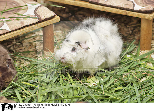 Rosettenmeerschweinchen / Abyssinian guinea pig / KJ-03389