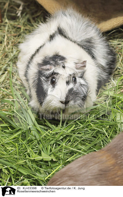 Rosettenmeerschweinchen / Abyssinian guinea pig / KJ-03398