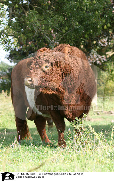 Belted Galloway Bulle / SG-02359