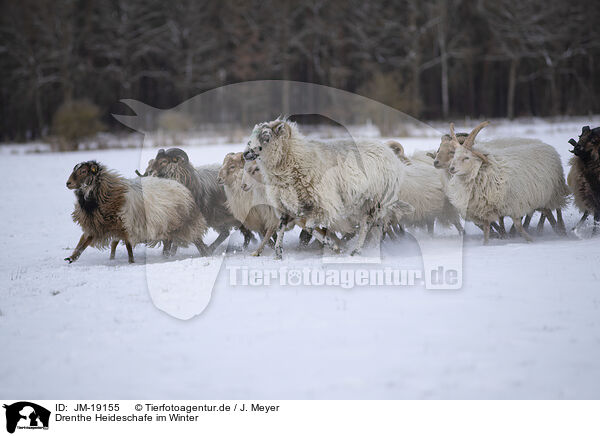 Drenthe Heideschafe im Winter / Drenthe heather sheep in winter / JM-19155