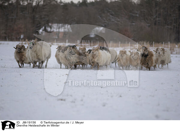 Drenthe Heideschafe im Winter / Drenthe heather sheep in winter / JM-19156