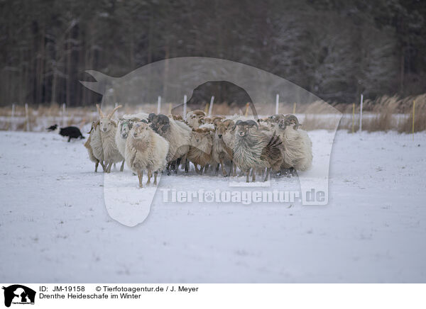 Drenthe Heideschafe im Winter / Drenthe heather sheep in winter / JM-19158