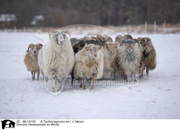 Drenthe Heideschafe im Winter / Drenthe heather sheep in winter / JM-19160