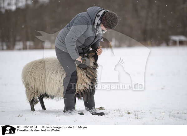 Drenthe Heideschaf im Winter / Drenthe heather sheep in winter / JM-19164