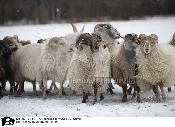 Drenthe Heideschafe im Winter / Drenthe heather sheep in winter / JM-19165