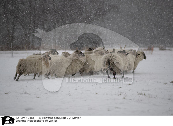 Drenthe Heideschafe im Winter / Drenthe heather sheep in winter / JM-19166