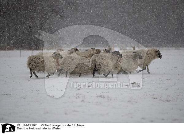 Drenthe Heideschafe im Winter / Drenthe heather sheep in winter / JM-19167