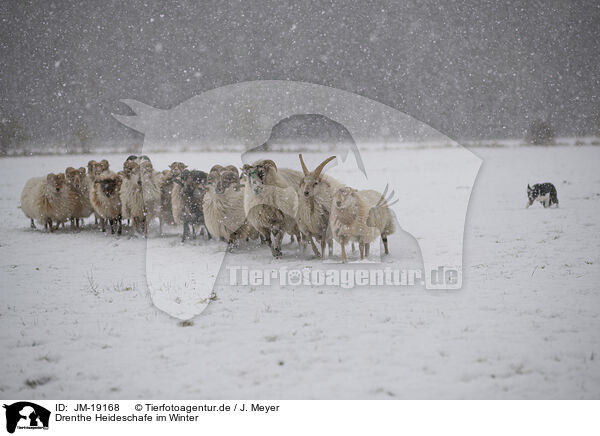 Drenthe Heideschafe im Winter / Drenthe heather sheep in winter / JM-19168