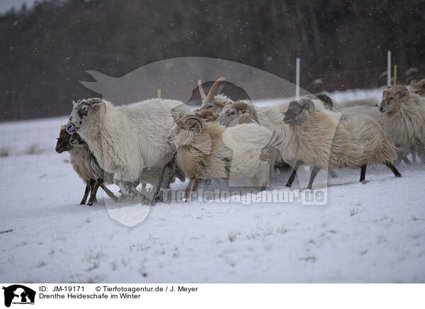Drenthe Heideschafe im Winter / Drenthe heather sheep in winter / JM-19171