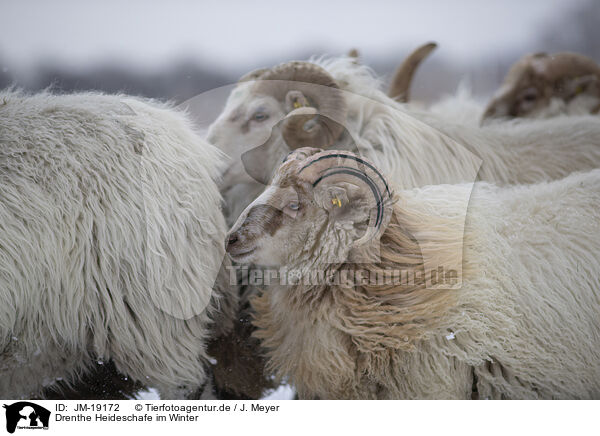 Drenthe Heideschafe im Winter / Drenthe heather sheep in winter / JM-19172