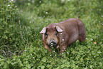 Duroc-Schwein