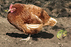 stehendes Huhn