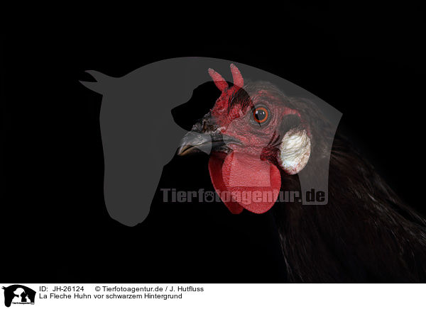 La Fleche Huhn vor schwarzem Hintergrund / JH-26124